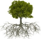 treeroots